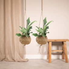 Meergroothandel Kokodama Platycerium (Hirschhornfarn) 2er Set Hang -  35 cm, Ø15 cm