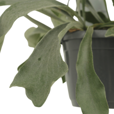 Meergroothandel Kokodama Platycerium (Hirschhornfarn) 2er Set Hang -  35 cm, Ø15 cm