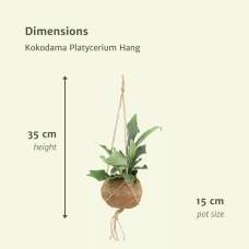 Meergroothandel Kokodama Platycerium (Hirschhornfarn) 2er Set Hang -  35 cm, Ø15 cm