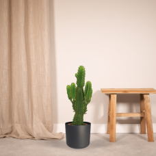 Meergroothandel Euphorbia Ingens (Säulenkaktus) - 60 cm, Ø 21 cm