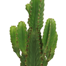 Meergroothandel Euphorbia Ingens (Säulenkaktus) - 60 cm, Ø 21 cm