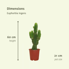 Meergroothandel Euphorbia Ingens (Säulenkaktus) - 60 cm, Ø 21 cm