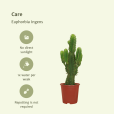 Meergroothandel Euphorbia Ingens (Säulenkaktus) - 60 cm, Ø 21 cm