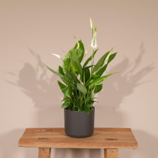 Meergroothandel Spathiphyllum (Löffelpflanze) - 45 cm, Ø12 cm