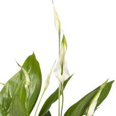 Meergroothandel Spathiphyllum (Löffelpflanze) - 45 cm, Ø12 cm