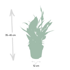 Meergroothandel Spathiphyllum (Löffelpflanze) - 45 cm, Ø12 cm