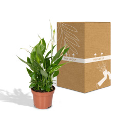 Meergroothandel Spathiphyllum (Löffelpflanze) - 45 cm, Ø12 cm