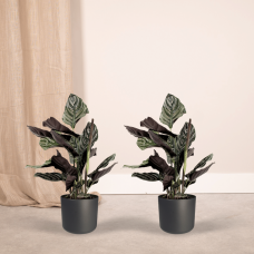 Meergroothandel Calathea Ornata 2er Set - 50 cm, Ø 14 cm