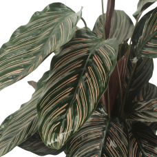 Meergroothandel Calathea Ornata 2er Set - 50 cm, Ø 14 cm