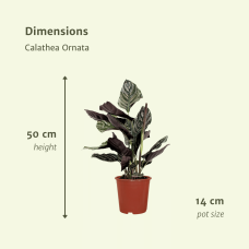 Meergroothandel Calathea Ornata 2er Set - 50 cm, Ø 14 cm