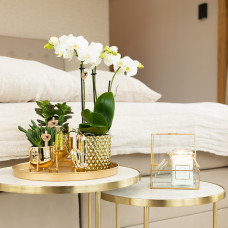 Kolibri Phalaenopsis-Orchidee Amabilis, Weiße - Ø9 cm