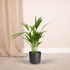 Meergroothandel Dypsis Lutescens (Areca-Palme) - 40 cm, Ø12 cm