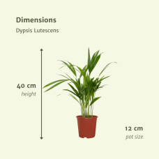 Meergroothandel Dypsis Lutescens (Areca-Palme) - 40 cm, Ø12 cm