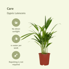 Meergroothandel Dypsis Lutescens (Areca-Palme) - 40 cm, Ø12 cm