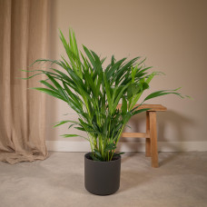 Meergroothandel Dypsis Lutescens (Areca-Palme) - 60 cm, Ø17 cm