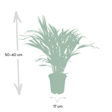 Meergroothandel Dypsis Lutescens (Areca-Palme) - 60 cm, Ø17 cm