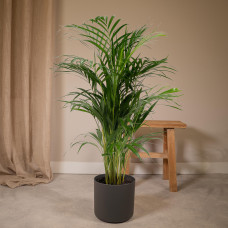 Meergroothandel Dypsis Lutescens (Areca-Palme) - 110 cm, Ø21 cm