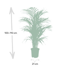 Meergroothandel Dypsis Lutescens (Areca-Palme) - 110 cm, Ø21 cm