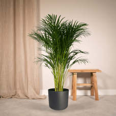 Meergroothandel Dypsis Lutescens (Areca-Palme) - 120 cm, Ø24 cm
