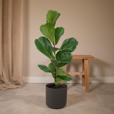 Meergroothandel Ficus Lyrata (Gummipflanze) - 75 cm, Ø 17 cm