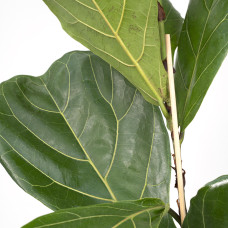 Meergroothandel Ficus Lyrata (Gummipflanze) - 75 cm, Ø 17 cm