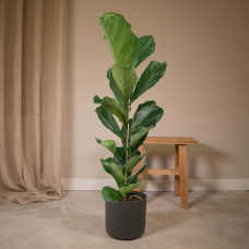 Meergroothandel Ficus Lyrata (Gummipflanze) - 100 cm, Ø 21 cm