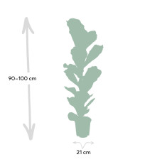 Meergroothandel Ficus Lyrata (Gummipflanze) - 100 cm, Ø 21 cm