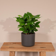 Meergroothandel Coffea Arabica (Kaffeepflanze) - 25 cm, Ø12 cm