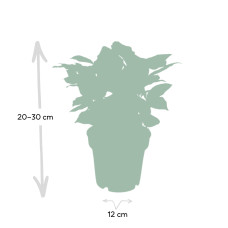 Meergroothandel Coffea Arabica (Kaffeepflanze) - 25 cm, Ø12 cm