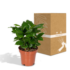 Meergroothandel Coffea Arabica (Kaffeepflanze) - 25 cm, Ø12 cm