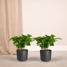 Meergroothandel Coffea Arabica 2er Set - 25 cm, Ø12  cm