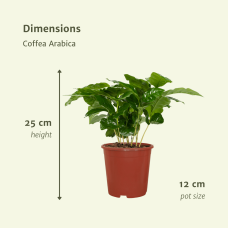 Meergroothandel Coffea Arabica 2er Set - 25 cm, Ø12  cm