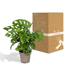 Meergroothandel Monstera Monkey Leaf (Lochpflanze) - 30 cm, Ø 12 cm