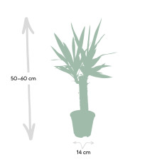 Meergroothandel Yucca Elephantipes Palmlilie - 65 cm, Ø14 cm