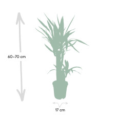 Meergroothandel Yucca Elephantipes Palmlilie - 85 cm, Ø17 cm