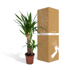 Meergroothandel Yucca Elephantipes Palmlilie - 85 cm, Ø17 cm