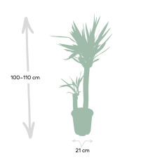 Meergroothandel Yucca Elephantipes Palmlilie - 95 cm, Ø21 cm