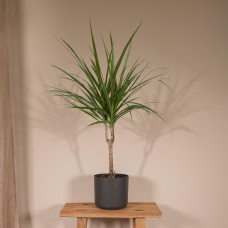 Meergroothandel Dracaena Marginata - 70 cm, Ø 14 cm