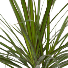 Meergroothandel Dracaena Marginata - 70 cm, Ø 14 cm
