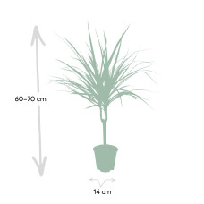 Meergroothandel Dracaena Marginata - 70 cm, Ø 14 cm