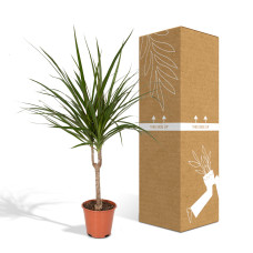Meergroothandel Dracaena Marginata - 70 cm, Ø 14 cm