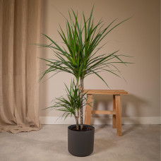 Meergroothandel Dracaena Marginata - 70 cm, Ø 17 cm