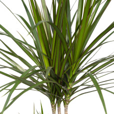 Meergroothandel Dracaena Marginata - 70 cm, Ø 17 cm