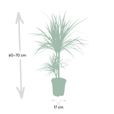 Meergroothandel Dracaena Marginata - 70 cm, Ø 17 cm