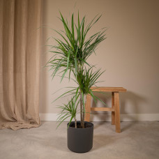 Meergroothandel Dracaena Marginata - 115 cm, Ø 21 cm