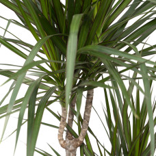 Meergroothandel Dracaena Marginata - 115 cm, Ø 21 cm