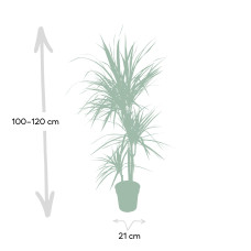 Meergroothandel Dracaena Marginata - 115 cm, Ø 21 cm