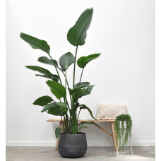 Xxl Plants Strelitzia Nicolai - 180 cm, Ø24 cm