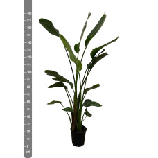Xxl Plants Strelitzia Nicolai - 180 cm, Ø24 cm