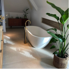 Xxl Plants Strelitzia Nicolai - 180 cm, Ø24 cm